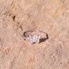 anillo mariposa - Imagen 2